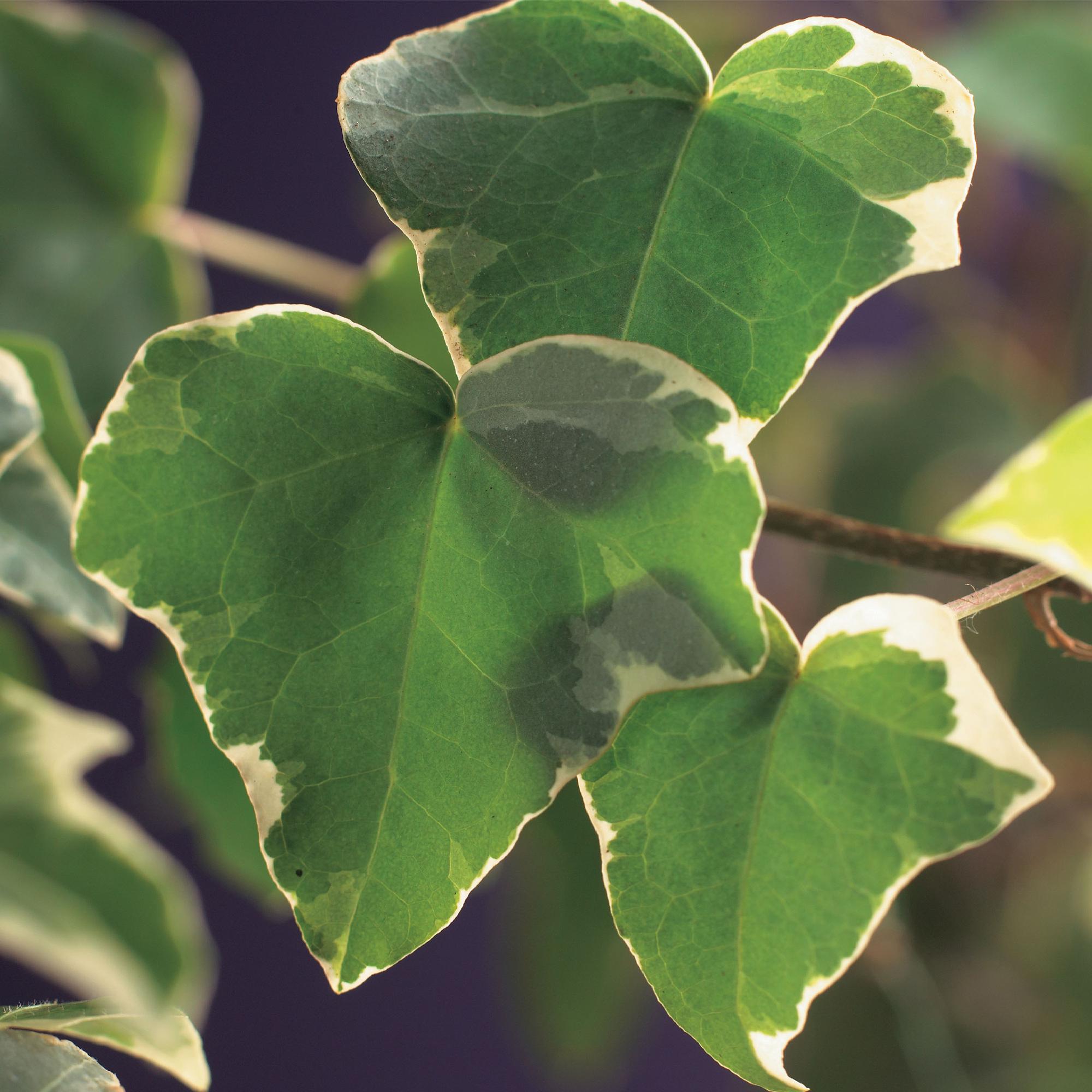 Hedera helix Glacier -  Blad Bont - Groenblijvend - 2 planten - Pot 11cm Hoogte 40cm