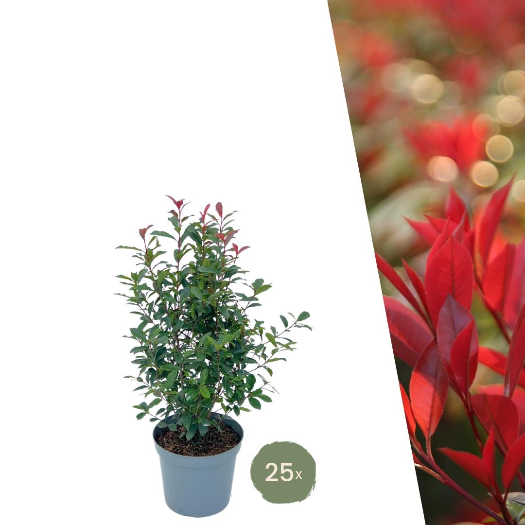 Große Glanzmispelpflanzen für eine 10 Meter lange Hecke | - 12L - 20x | ↨ 125-150 cm - Carré Rouge