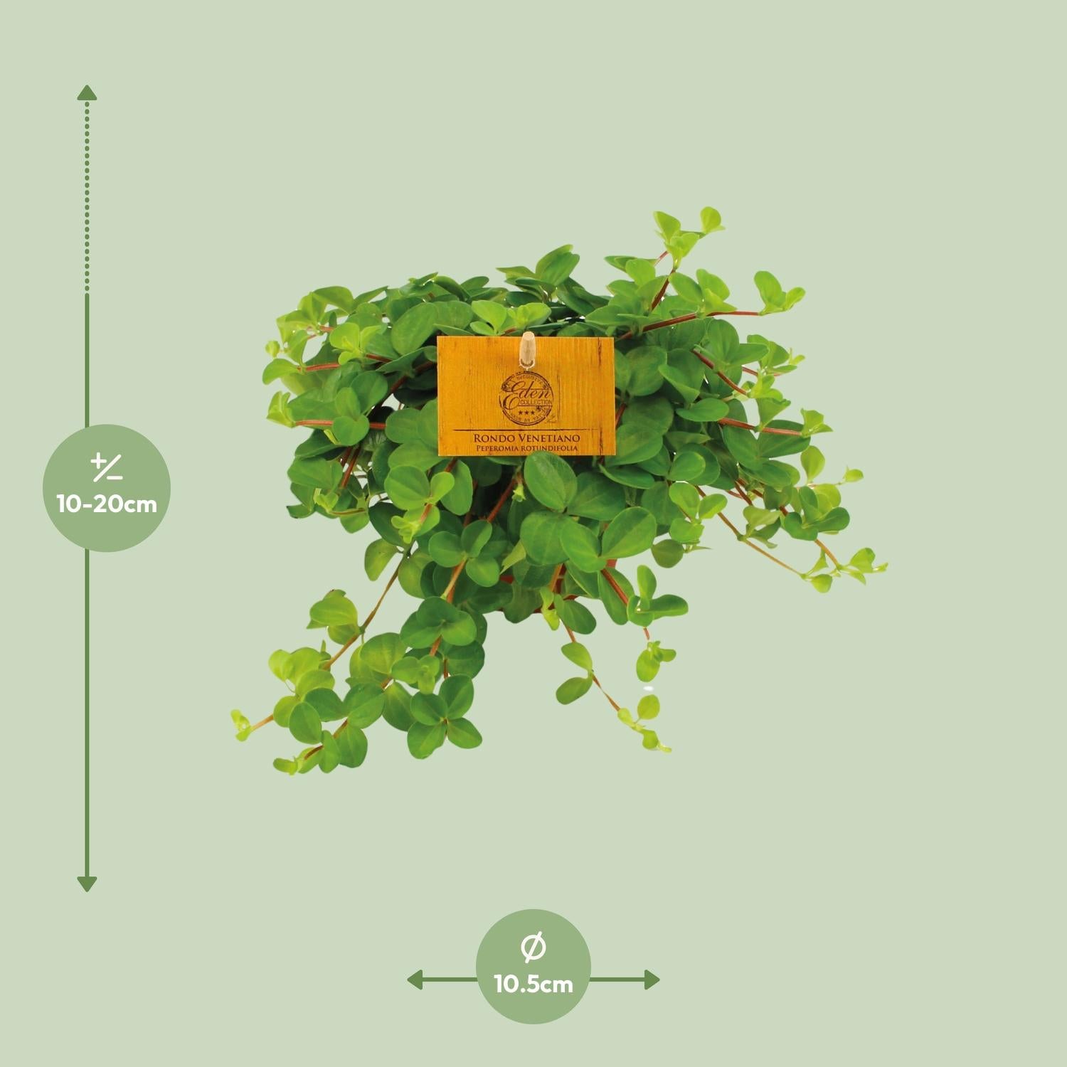 Peperomia rotundifolia - Ø11cm - ↕15cm