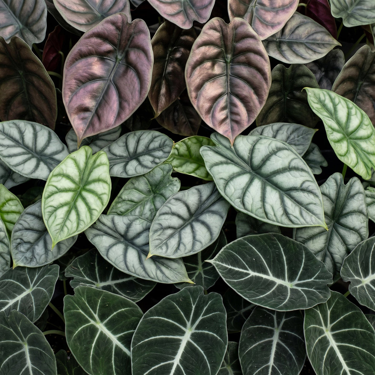 Baby Alocasia Tricolour 3x - Rood - Groen - Zwart - Tropisch - incl. Linnea Misty Blue - Ø6cm - ↕12cm