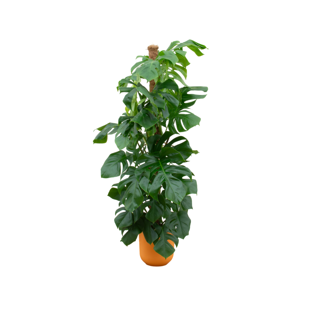 Kombi-Angebot – Monstera Pertussum XL inklusive elho Jazz Round gelb Ø26 – 150 cm