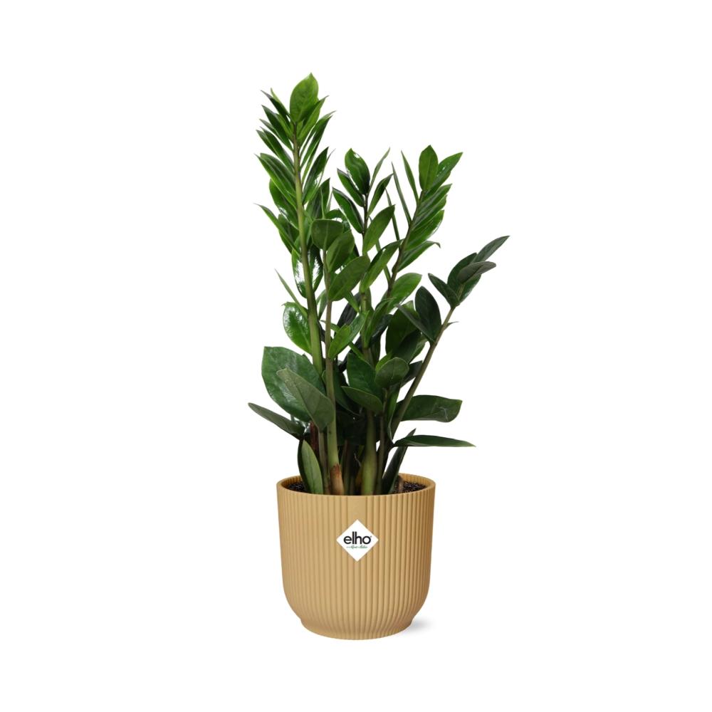 Zamioculcas – Altezza 45-50 in ELHO Vibes Fold 14cm giallo