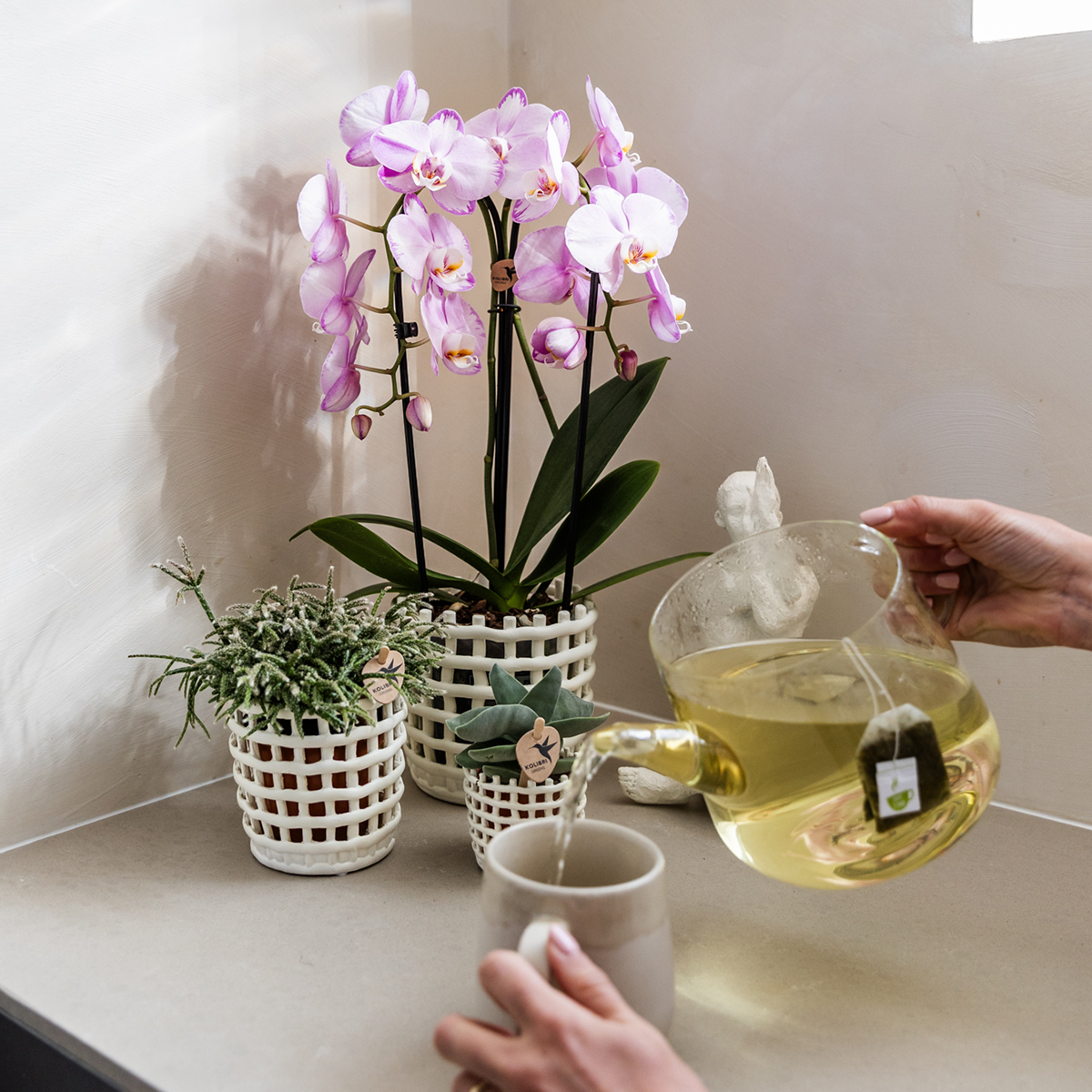 Kolibri Orchids | Roze Niagara Falls orchidee 12cm met Mesh White sierpot – vers van de kweker