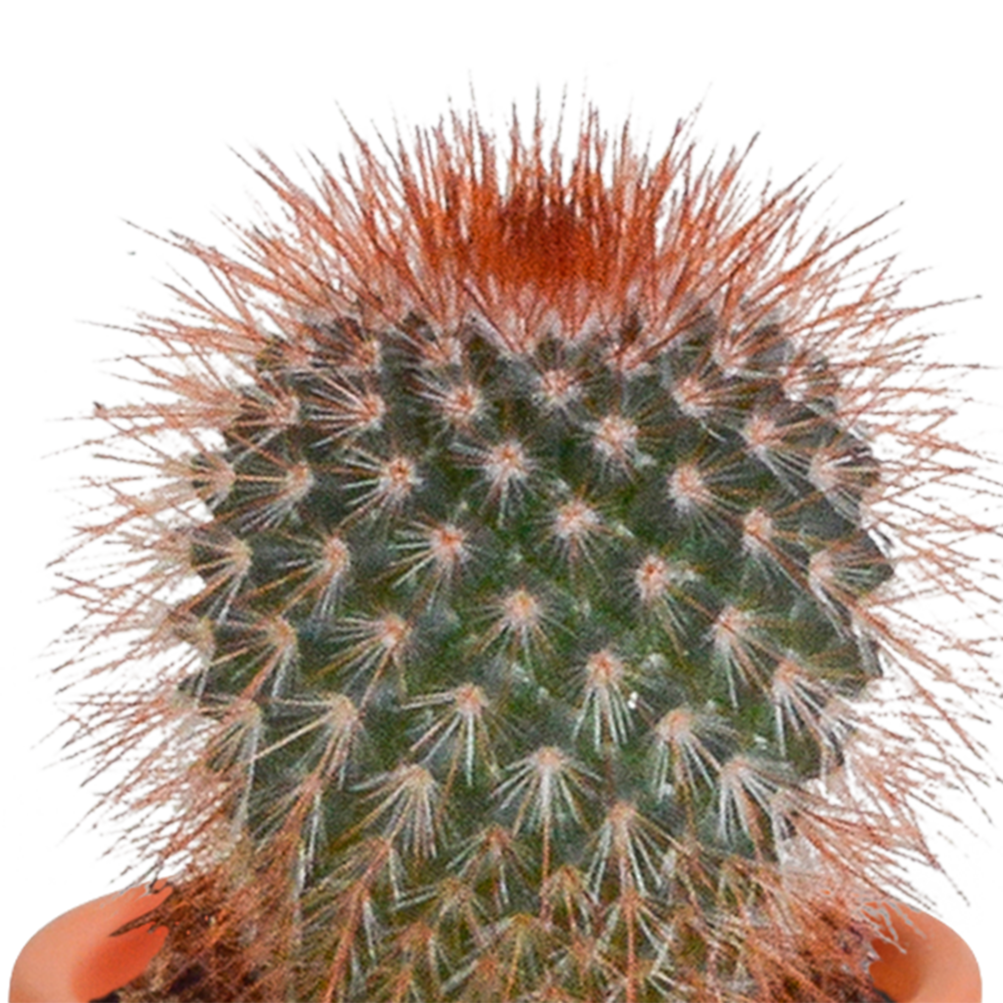 Mix di cactus e piante grasse 5,5 cm | 15 pezzi - in vaso di terracotta
