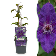 Clematis The President - Bosrank 6x - Paars - Klimplant - Ø9cm - ↕35cm