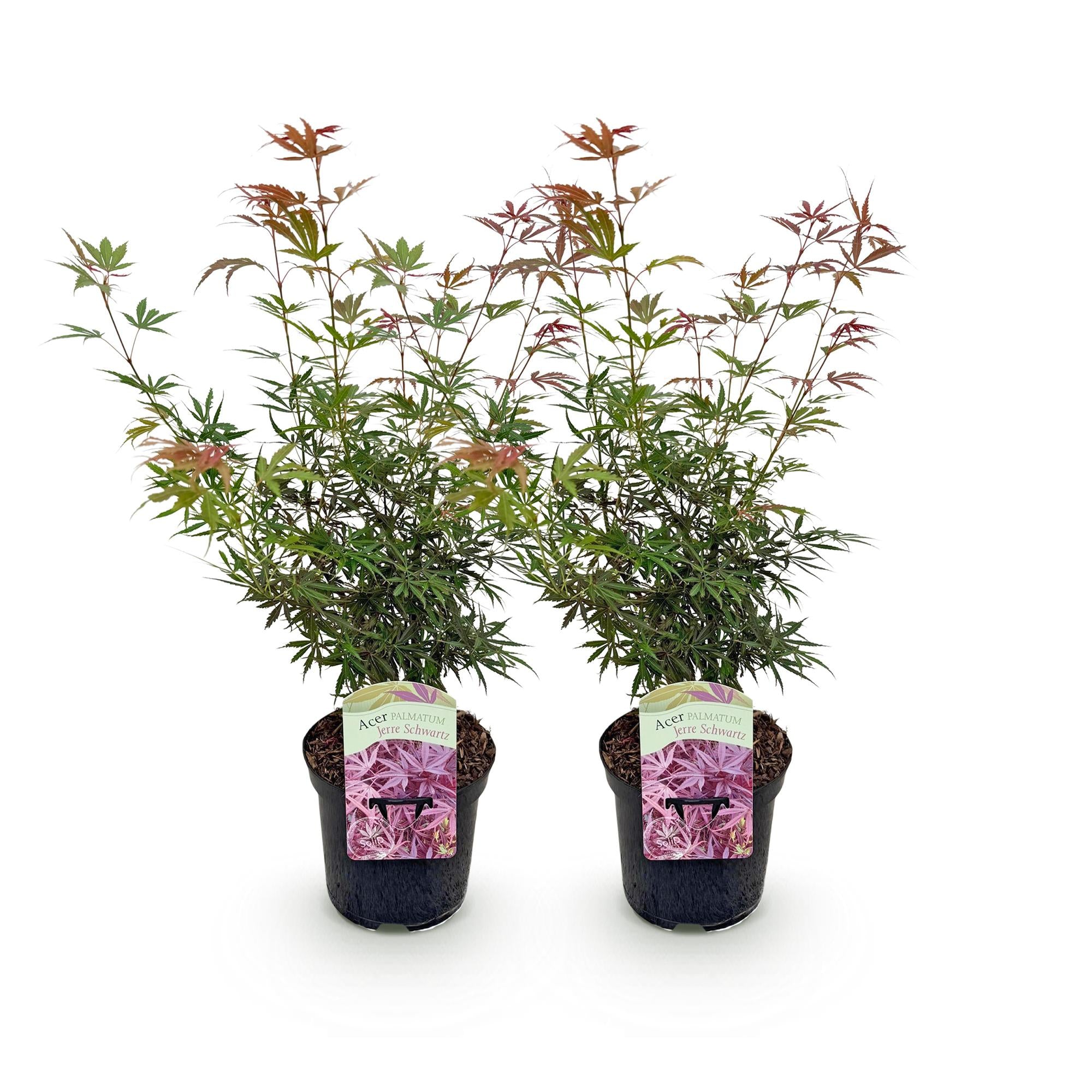 Japanse Esdoorn - Acer palmatum Jerre Swarts - Donker Rood - 2 Planten - Bladverliezend -  Pot 19cm Hoogte 70cm