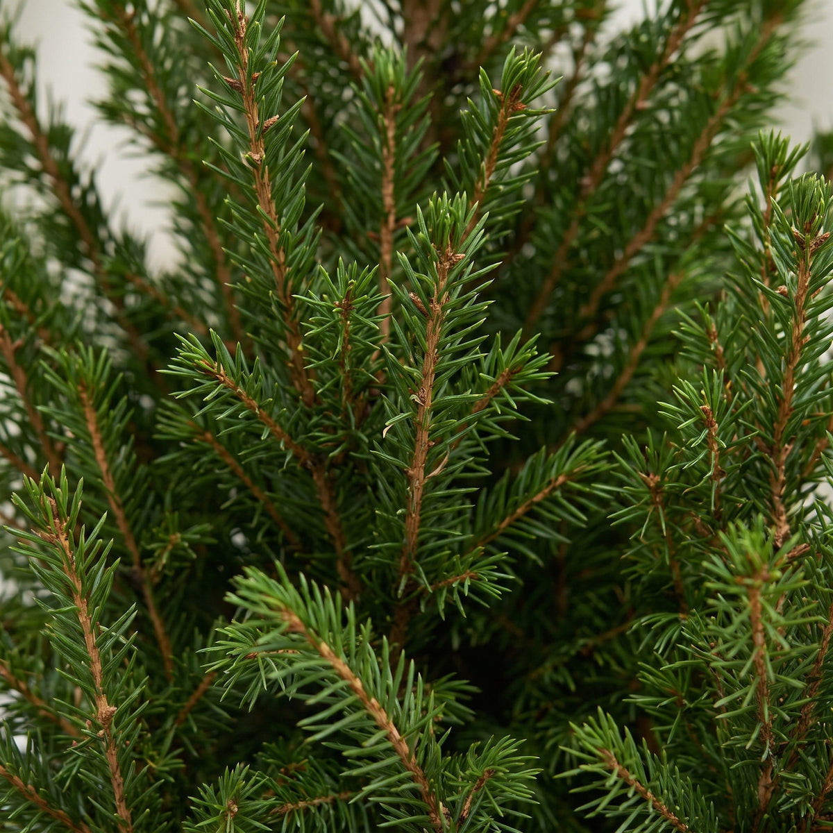 Picea glauca Conica - 4x Kegelspar - Groen - Kerstboom - incl. jute zak - Ø17cm - ↕65cm