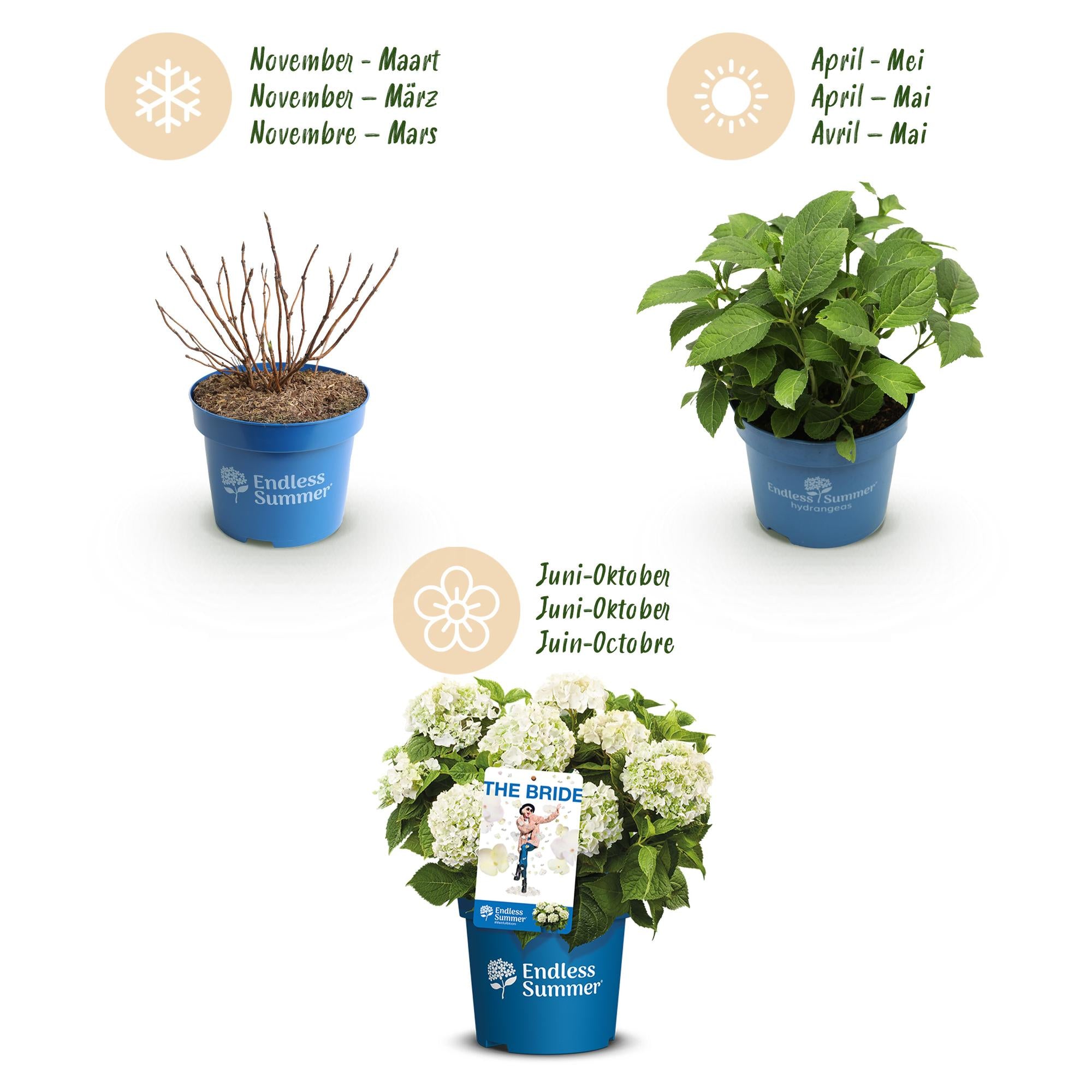 Hydrangea Endles Summer The Bride - Hortensia - Winterhard - Wit - 8 Planten - Pot 14cm -Hoogte 20-25cm