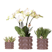 Kolibri Orchids | Pflanzen-Set Cotton braun | Grüne Pflanzen mit weißer Phalaenopsis-Orchidee Ghent in Keramik-Übertopf