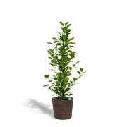 Ficus microcarpa Moclame - Ø21cm - ↕95cm + Mand Igmar