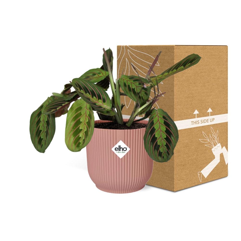 Maranta Leuconeura 'Fascinator' Tricolor in ELHO Vibes Fold 14cm pink