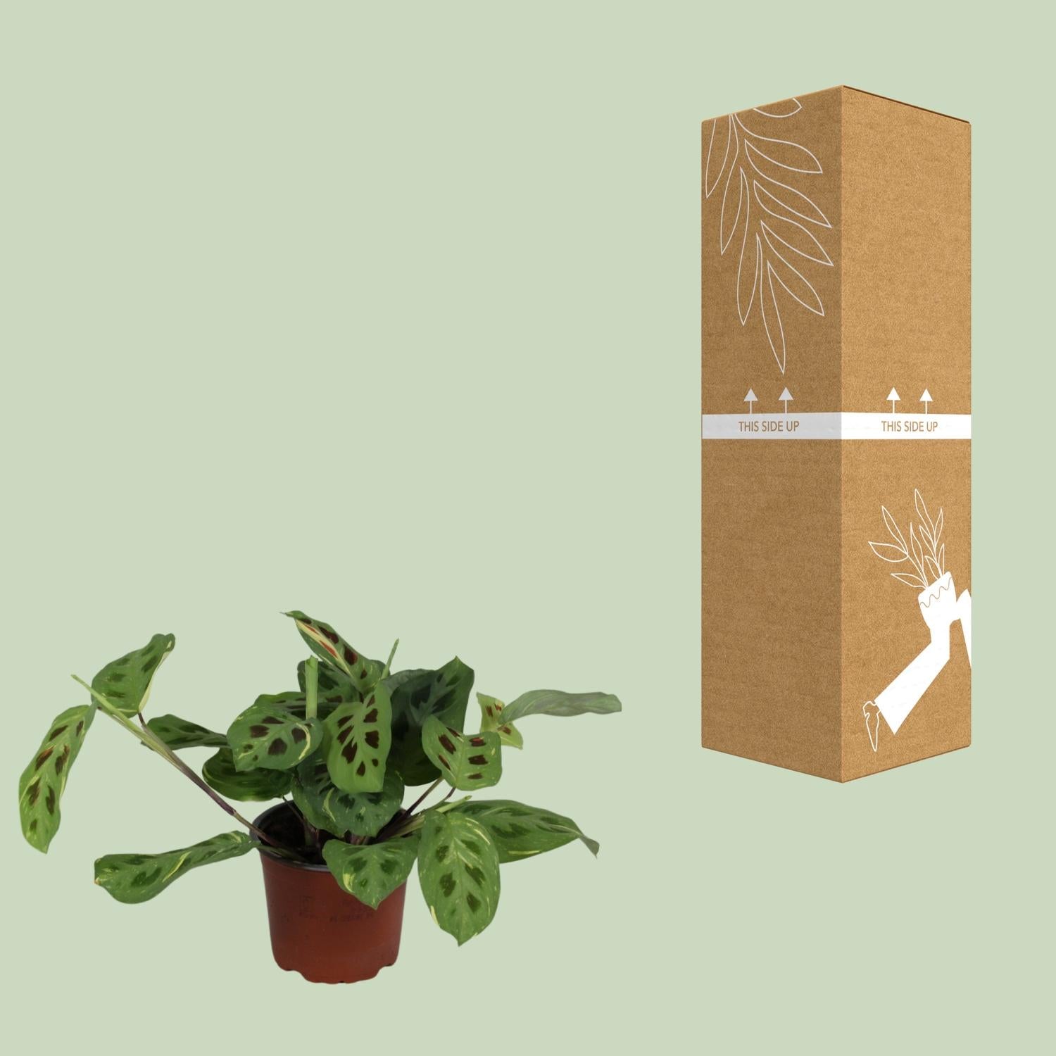 Fascinateur Maranta Leuconeura Variegata - Ø12cm - ↕30cm