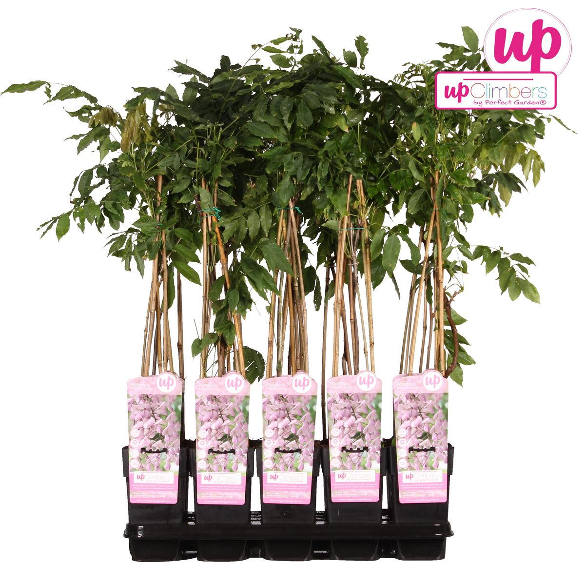 Glycine floribunda 'Rosea' - Pluie rose - Ø15cm - ↕65cm
