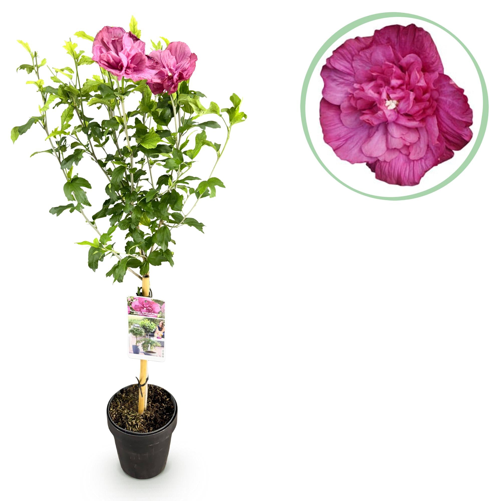 Hibiscus syriacus Magenta Chiffon® - Terras Plant - Bladverliezend - Winterhard - Roze Bloem - Pot 19cm Hoogte 90cm