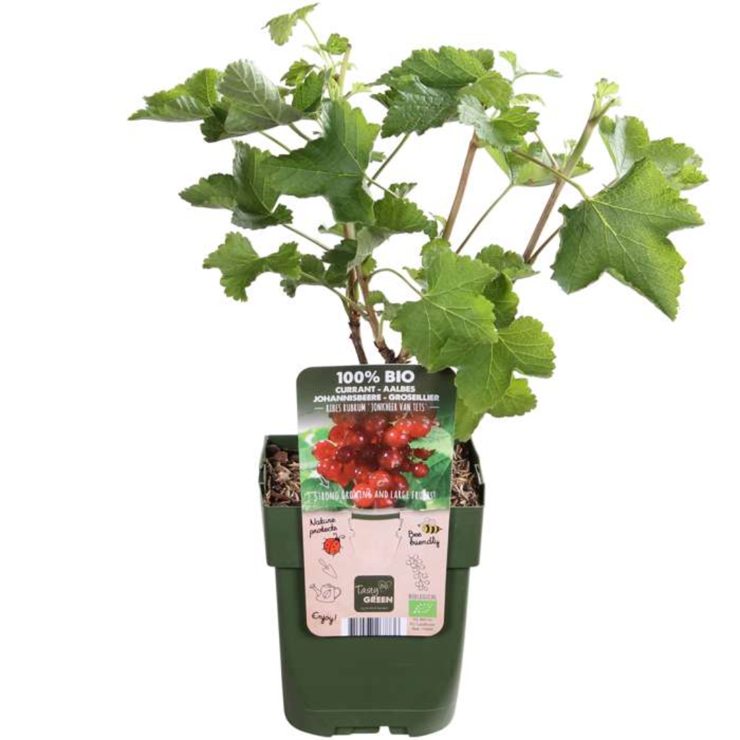3 plants de groseillier bio - Ø 13 cm - ↨ 20 cm