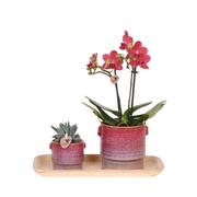 Kolibri Orchideen | Geschenkset Aura | Rosa Phalaenopsis-Orchidee 'Congo' mit grüner Pflanze in dekorativen Aura-Töpfen auf einem Bambustablett