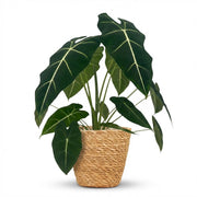 Olifantsoor - Alocasia Frydek - Groen - Weinig onderhoud - 1 Plant - met Mand - Pot 19cm - Hoogte 60cm