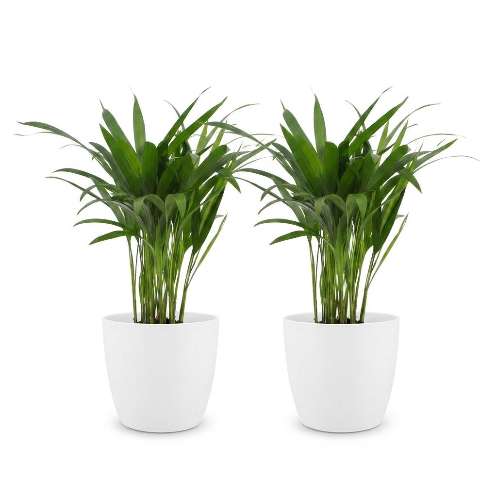 Areca Lutescens - Goudpalm - 2x - met Potter Wit - Pot 12cm - Hoogte - 45cm