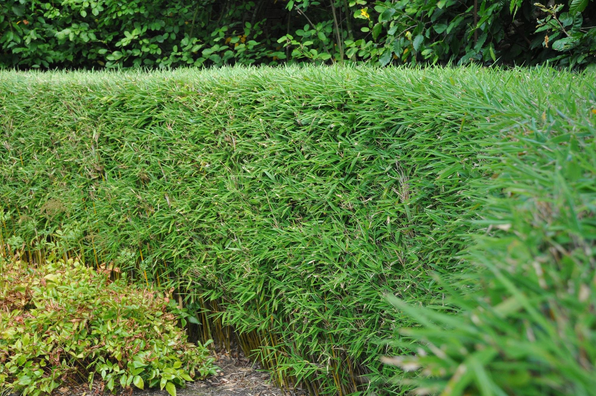 Fargesia Rufa - Niet Woekerende Bamboe - Bladhoudend - Groen - 2 Planten - Pot 23 cm - Hoogte 80 cm