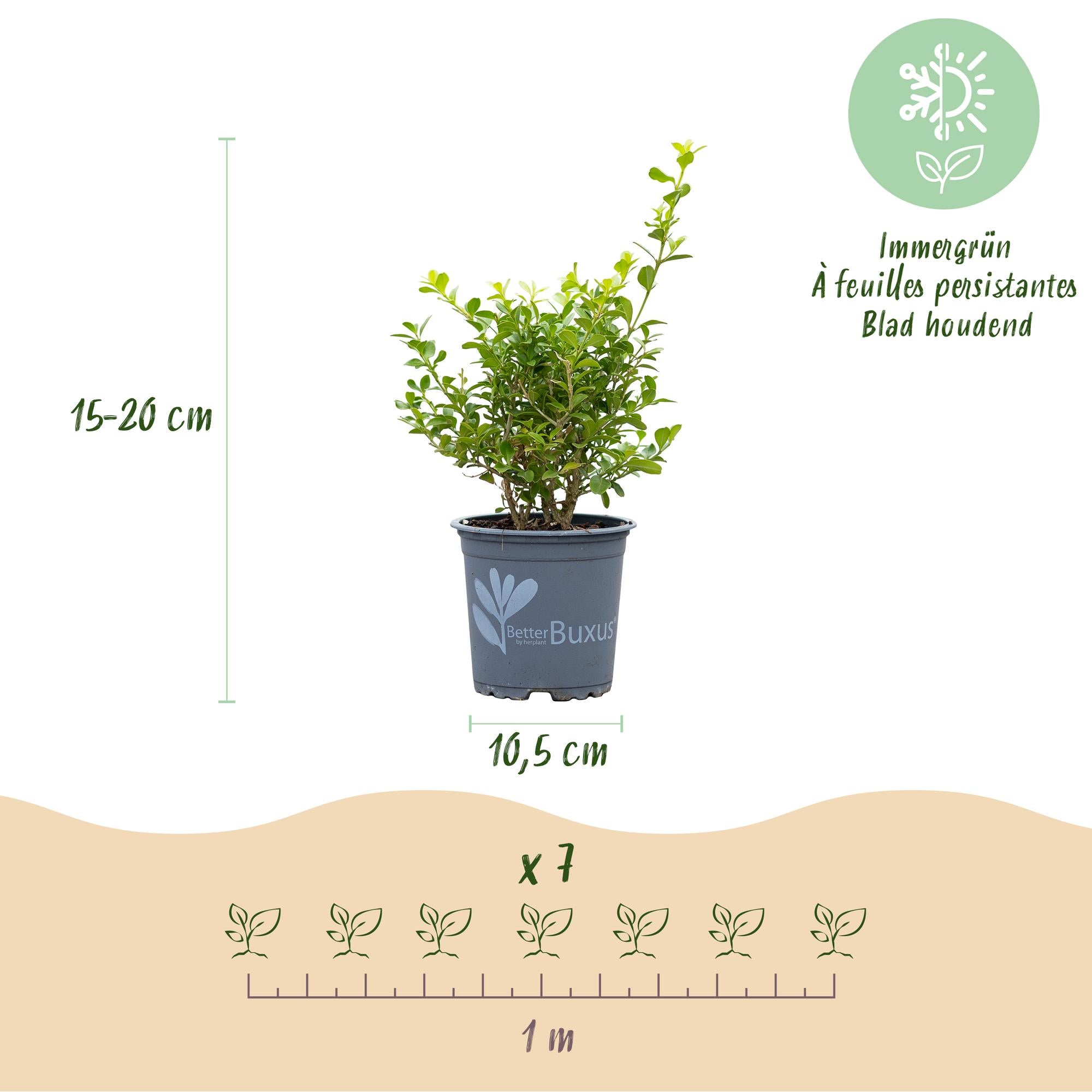 Buxus Haag - BetterBuxus Babylon Beauty - Resistant tegen de Buxus Schimmel - 7 planten - 1 strekkende meter - pot 10,5cm hoogte 25-30