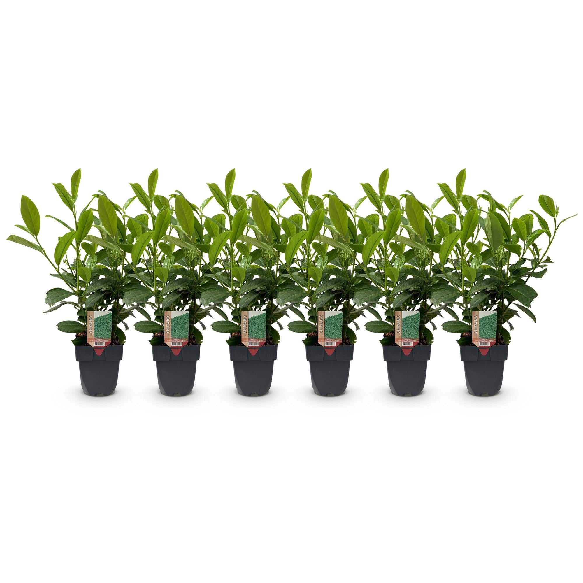 Prunus laurocerasus Rotundifolia - blad groen - 6 planten - 1 strekkende meter - groenblijvend - pot 17cm hoogte 50cm