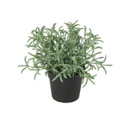 Kunstplant Helichrysum italicum - 18cm