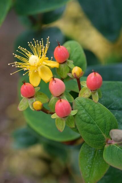 48x Hypericum inodorum 'Annebel' - ↕10-25cm - Ø9cm