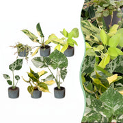 Baby Planten Tropical Mix - Diversen 6x - Tropisch - incl. Linnea Misty Blue - Ø6cm - ↕10-15cm