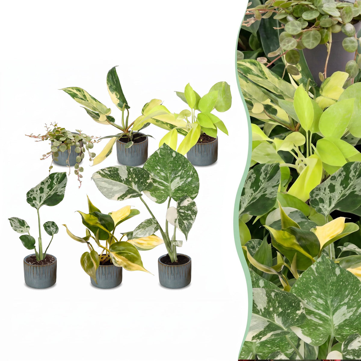 Baby Planten Tropical Mix - Diversen 6x - Tropisch - incl. Linnea Misty Blue - Ø6cm - ↕10-15cm