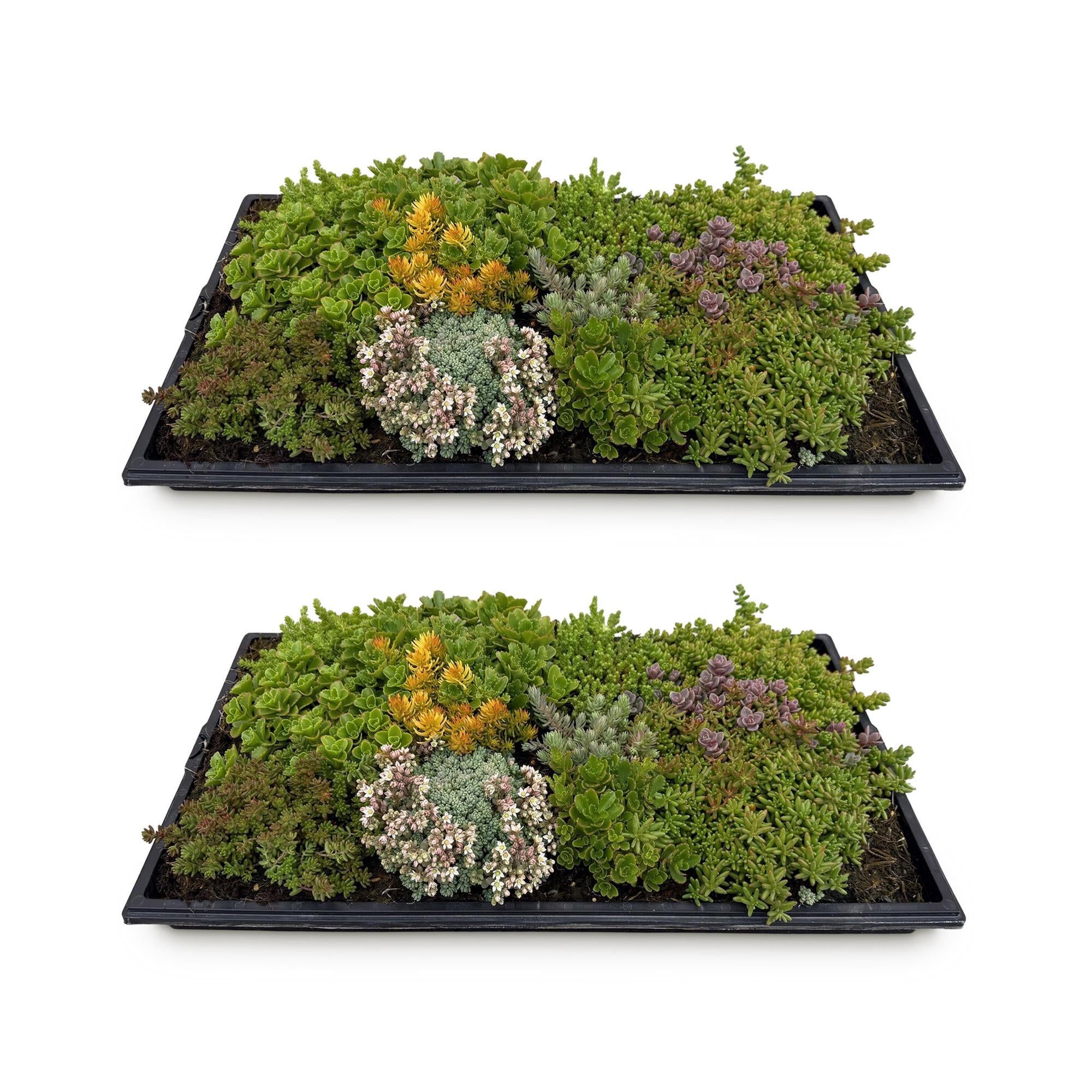 Sedum mat - Bestaat uit 10 soorten - X2 - Weinig Onderhoud - Lengte 50 Breedte 30