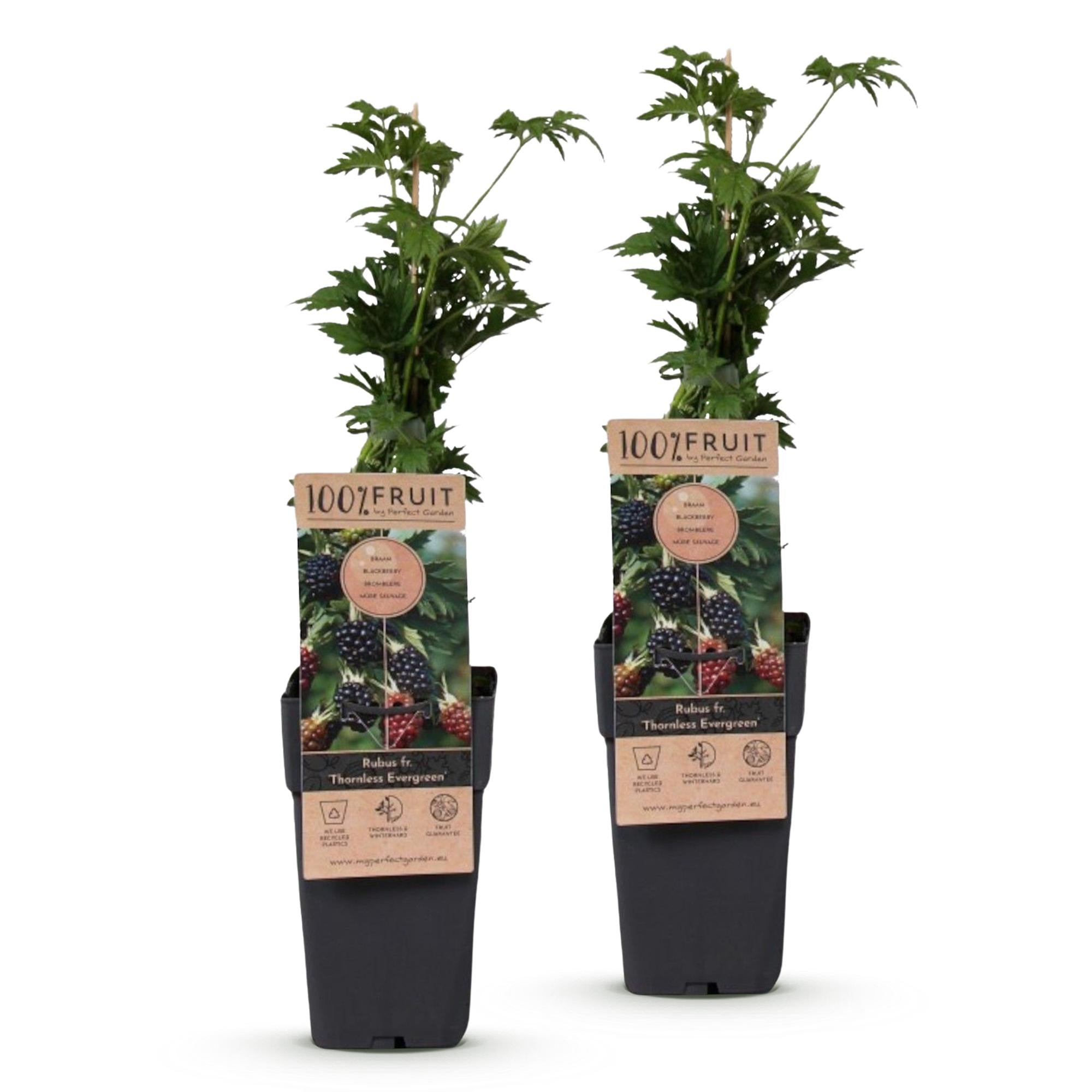 Rubus fruticosus Thornless Evergreen - Bramenplant - Doornloos - Zwarte Braam - 2 Planten - Pot 15cm - Hoogte 50cm