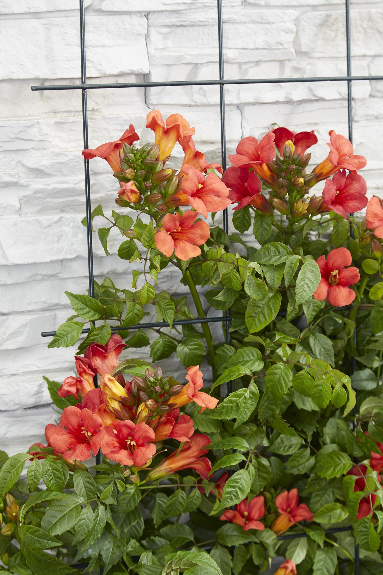 Campsis Summer Jazz Feuertrompete - Ø19cm - ↕70cm - Ø15 - ↨65cm