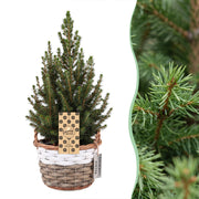 Picea glauca Conica - Kegelspar - Groen - Kerstboom - incl. mand - Ø17cm - ↕65cm