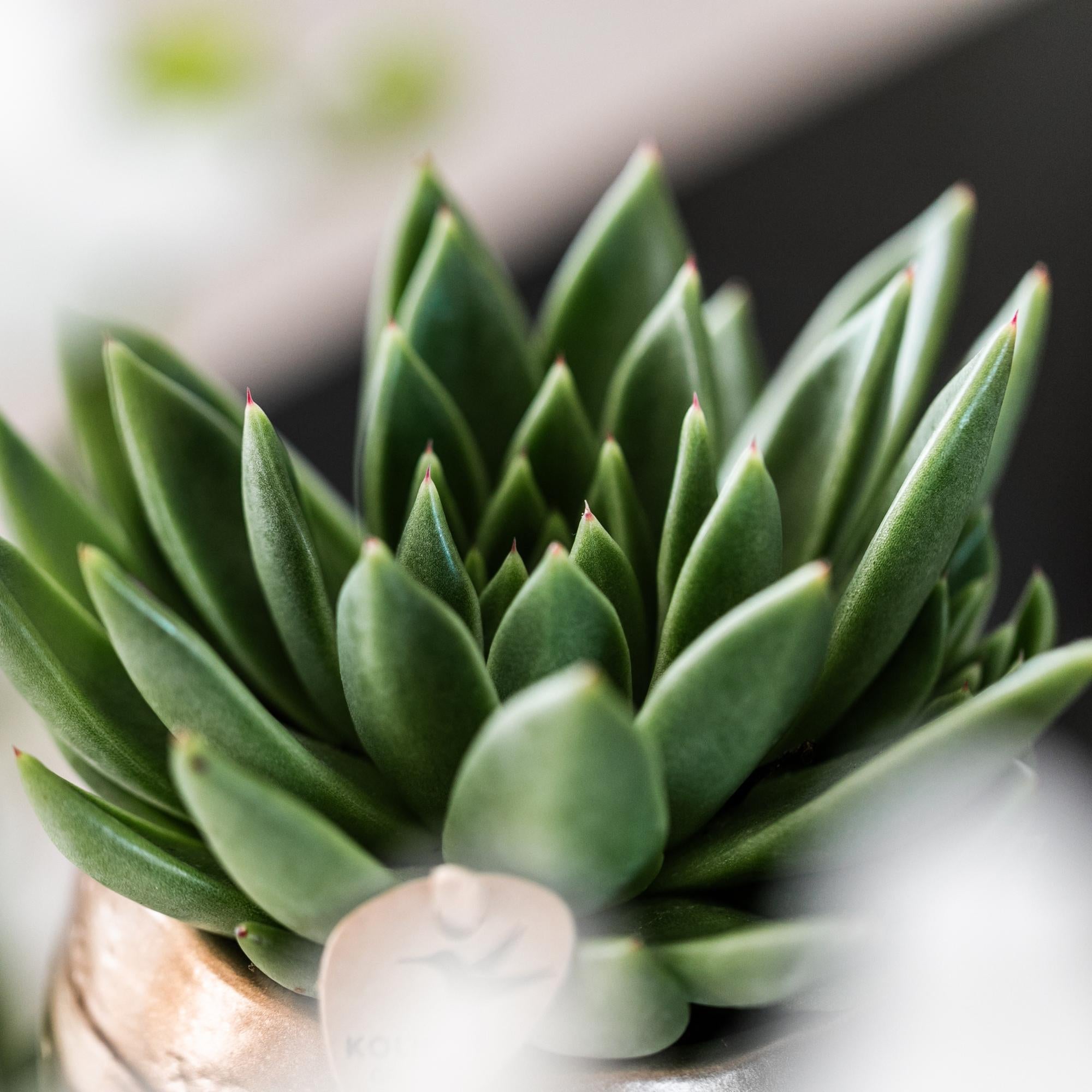 Kolibri Greens | Pianta verde - Echeveria Miranda succulenta | pianta da appartamento verde - fresca dal coltivatore - Ø9cm