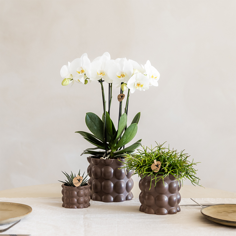 Kolibri Orchids | Pflanzen-Set Cotton braun | Grüne Pflanzen mit weißer Phalaenopsis-Orchidee Ghent in Keramik-Übertopf