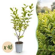 Ligustrum ovalifolium Aureum - Bontbladige Liguster 40x - Haagplanten - Groenblijvend - Bont - Pot 9cm - Hoogte 35-45cm