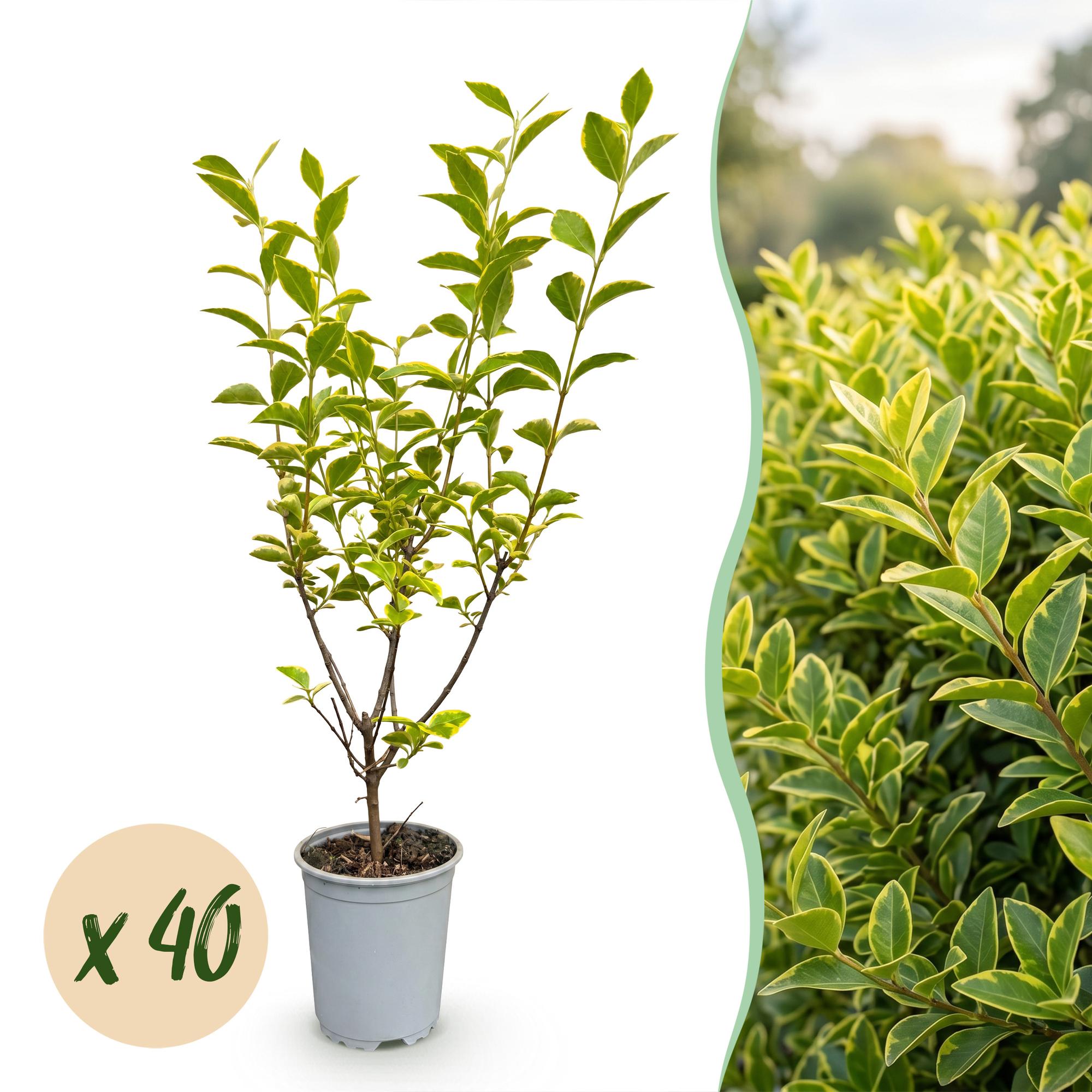 Ligustrum ovalifolium Aureum - Bontbladige Liguster 40x - Haagplanten - Groenblijvend - Bont - Pot 9cm - Hoogte 35-45cm