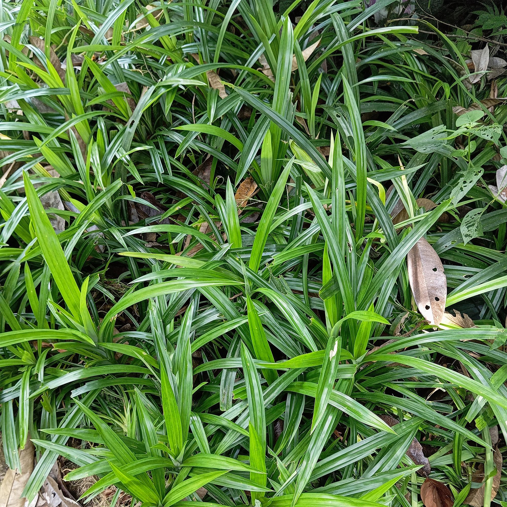 Carex morrowii Irish Green - Groen & Geel - 1 Plant - Groenblijvend - Winterhard - Pot 17cm Hoogte 50cm