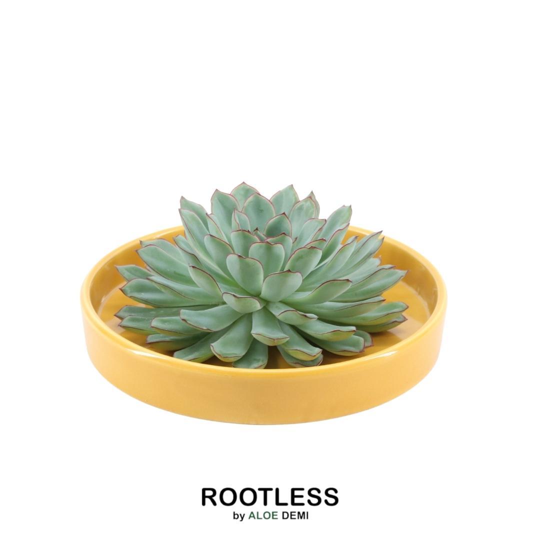 Rootless Succulent Echeveria Pulidonis in bowl 'yellow' Ø20 cm - ↕5 cm