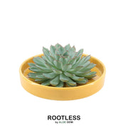 Rootless Succulent Echeveria Pulidonis in bowl 'yellow' Ø20 cm - ↕5 cm