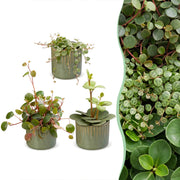 Baby Peperomia Mix 3x - Groen - Rood - Tropisch - incl. Linnea Olive - Ø6cm - ↕5-15cm