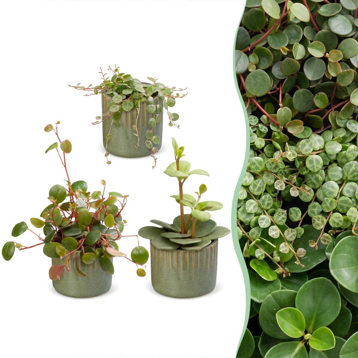 Baby Peperomia Mix 3x - Groen - Rood - Tropisch - incl. Linnea Olive - Ø6cm - ↕5-15cm