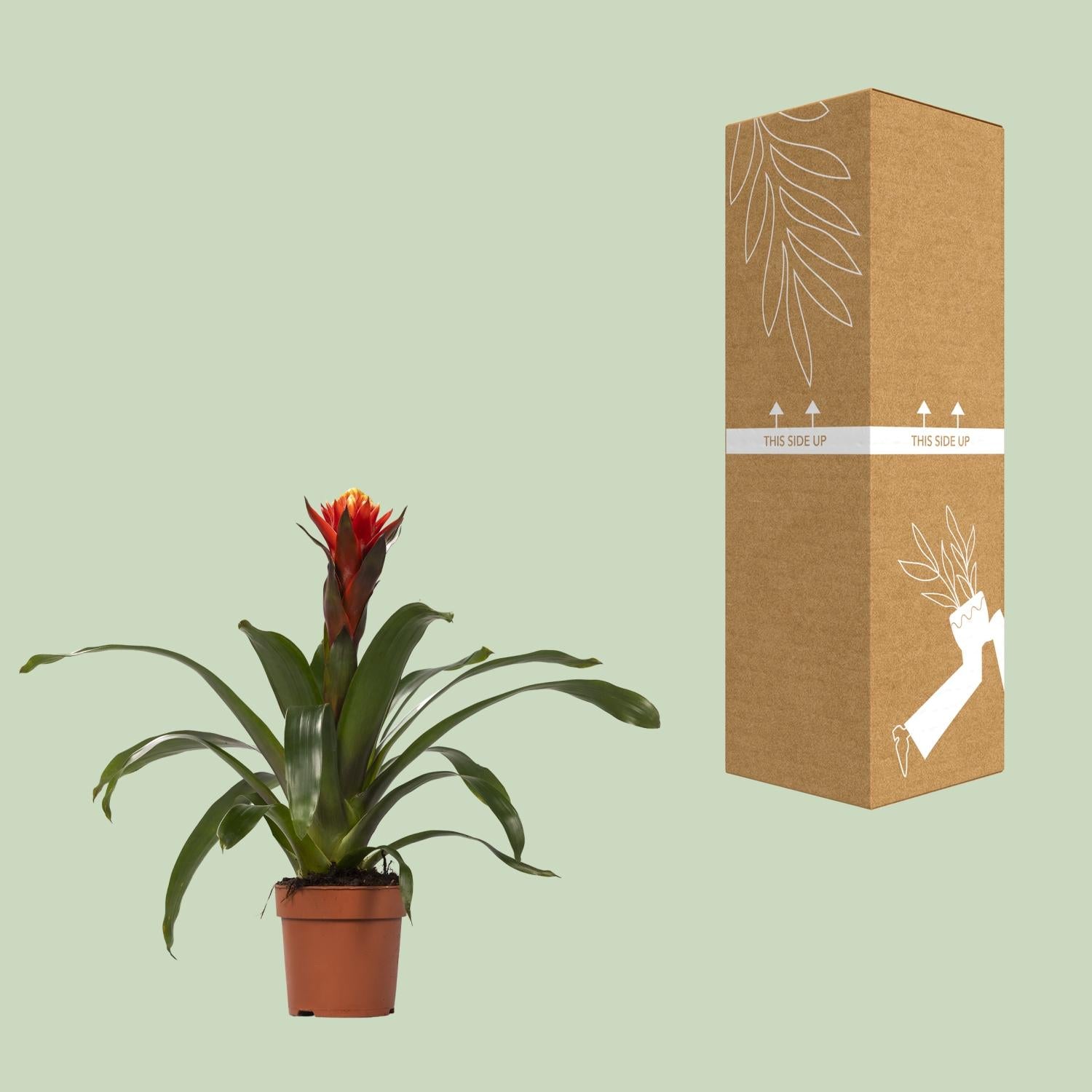 Bonheur Guzmania - Ø12 ↕45