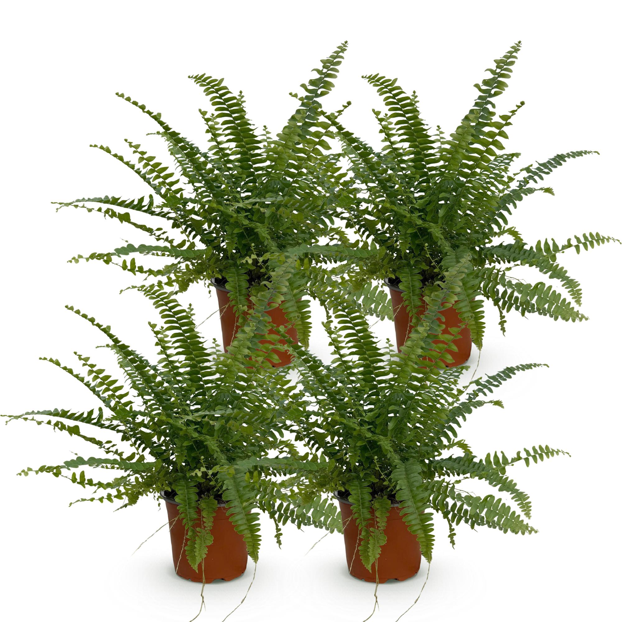 Nephrolepsis exaltata Green Lady - Varen - Huisdiervriendelijk - Groen - 4 Planten - Pot 12cm - Hoogte 28-30cm