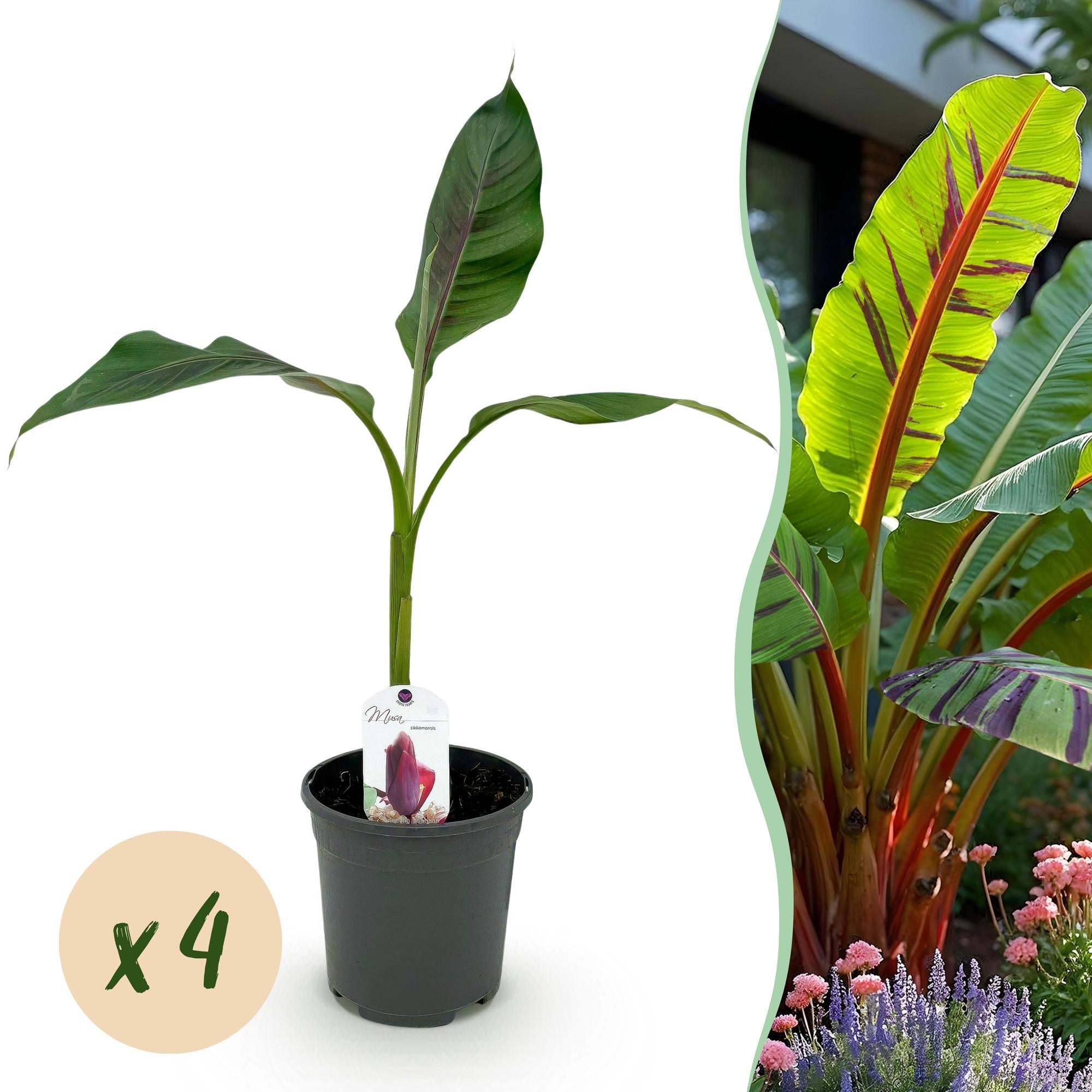 Bananen plant - Musa sikkemensis Red Tiger - Winterhard - 4 planten - Pot 17cm Hoogte 40cm