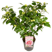 Camellia japonica Bonomiana - Ø19 - ↨65cm