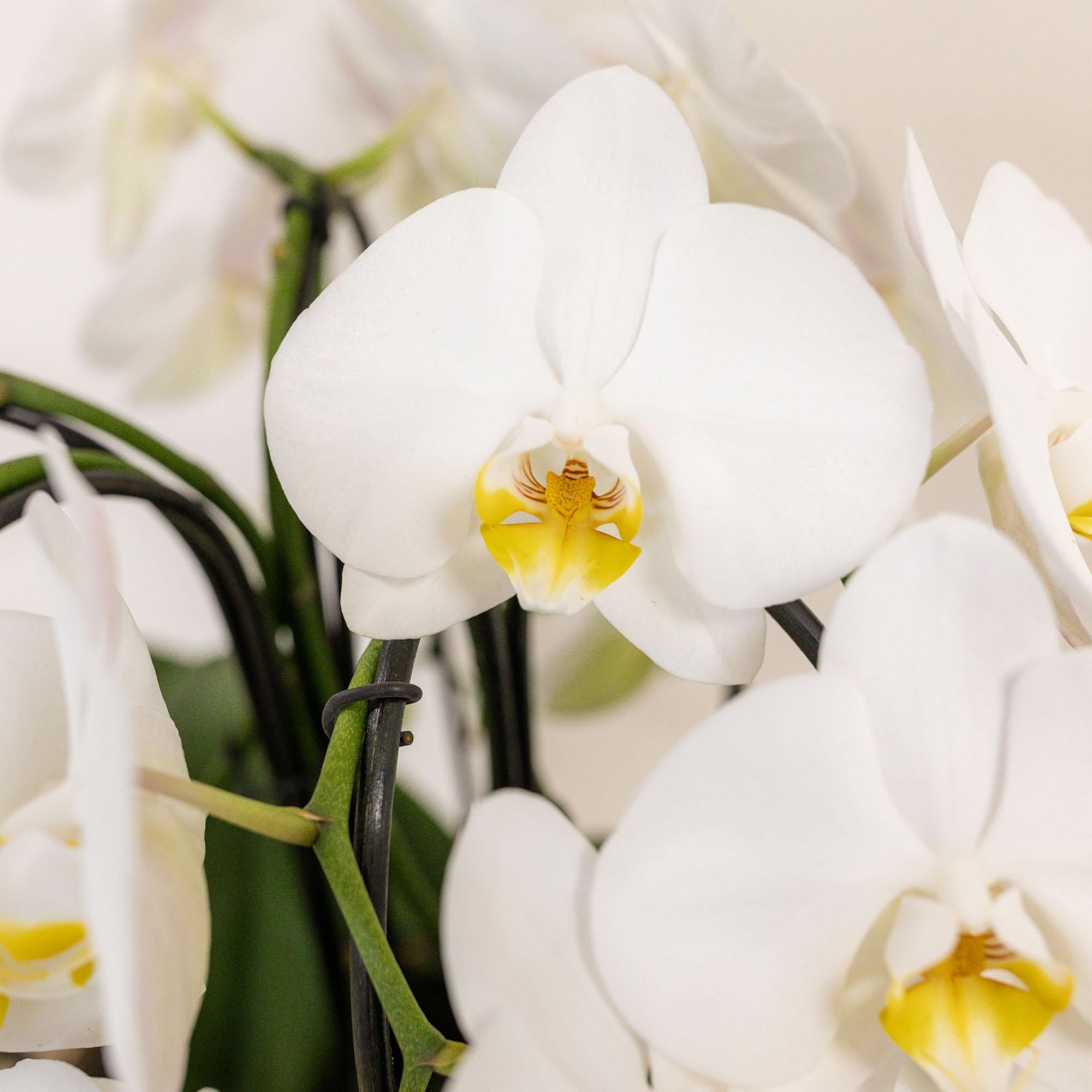 Kolibri Orchids | Orquídeas blancas en cesta de mimbre con depósito de agua | Tres orquídeas Niagara Falls blancas curvas de 12 cm | Ramo blanco individual con depósito de agua integrado