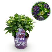 Green boutiQ - Pianta da patio - Ortensia - Hydrangea Forever & Ever - Viola - 7-12 fiori - Vaso 23 cm Altezza 55 cm