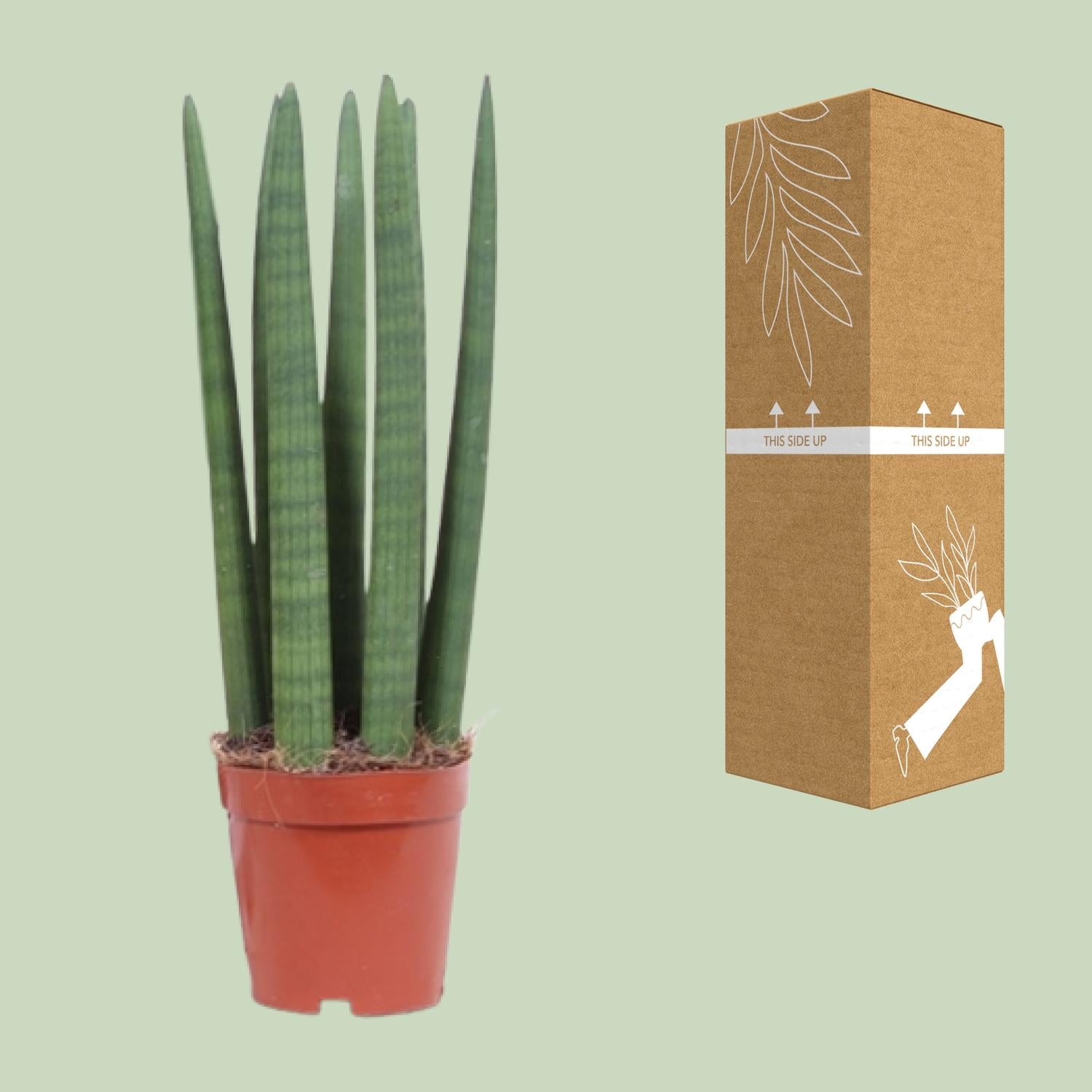Sansevieria Recta - Ø12cm - ↕40cm