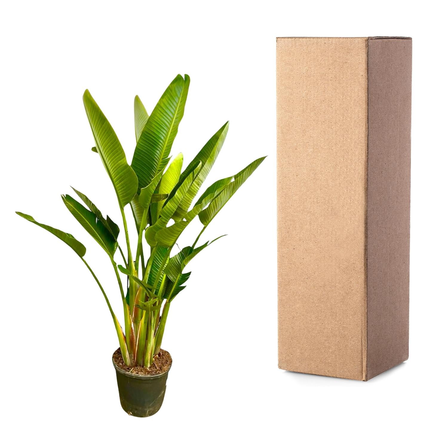Strelitzia Augusta multi tige XXL - 225 cm - ø32